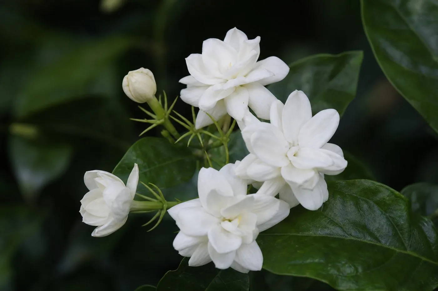 夜にひらく白いジャスミン(茉莉花)の花