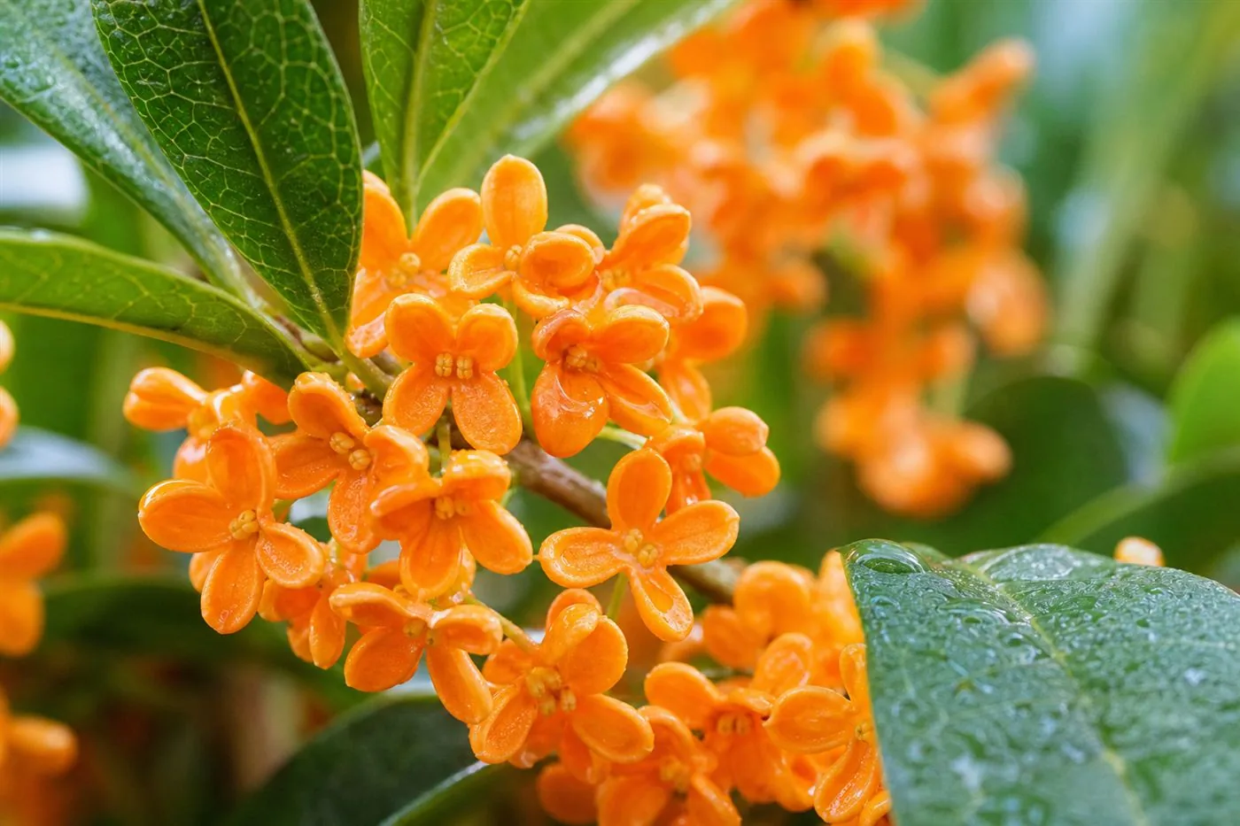 満開の金木犀の花